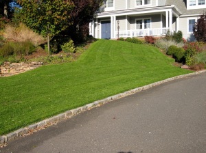 Jon\'s bluegrass front lawn 51 days after planting